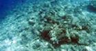 Year of the Reef to explore threats to coral