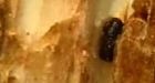 Cold snap won't wipe out pine beetle in B.C.