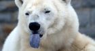 Senators question delays in listing polar bear under Endangered Species Act