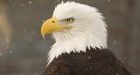 Bald eagle, peregrine falcon populations soar in Ontario; swallows on the wane