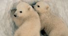 Northern oil drilling will hurt polar bears: WWF