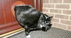 Two stone fat cat put on strict diet after getting wedged in his flap
