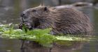 Beavers key in wetland preservation