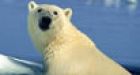 Arctic symbol in jeopardy?