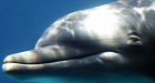 Dolphin rescues stranded whales: conservation official