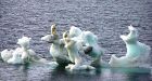 Arctic sea ice builds, but vulnerable: scientists