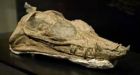 Ancient sea reptile from Alberta oilsands yields research bounty