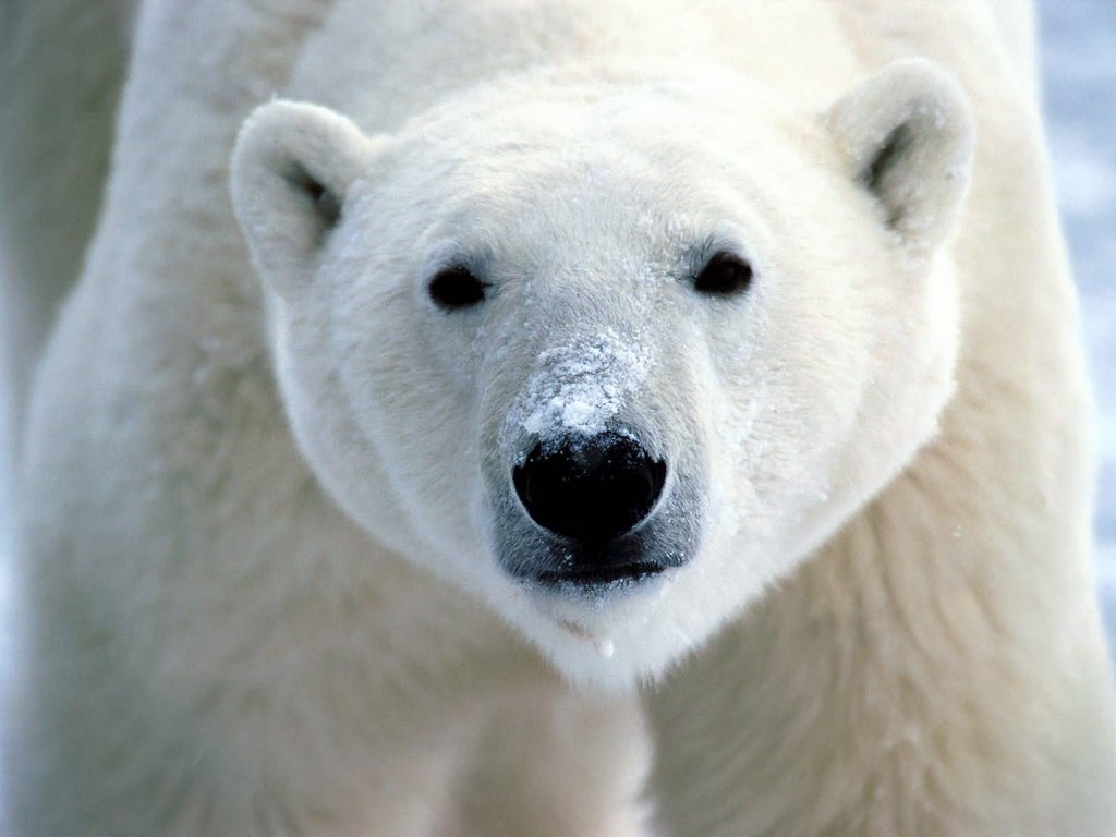 Bears face new toxic threat