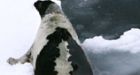 Seal hunt to start Friday with new rules in place