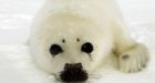Backlash against Canada's 275,000 seal cull