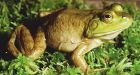 Delta councillor fears attack of the killer bullfrogs in Burns Bog