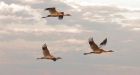Whooping cranes en route to Canadian park for summer
