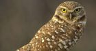 Owls offer a lesson in giving a hoot about the environment