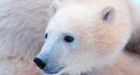 Showdown looming over polar bear hunt quota