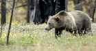 Alberta suspends grizzly hunt for fourth year while awaiting survey results