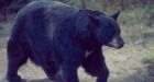 La. warden says his prison has an unpaid guard: A black bear