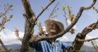 Deep fruit freeze devastates Okanagan orchards