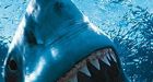 Poke in the eye saves swimmer from shark