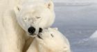 U.S. lists polar bears as threatened species