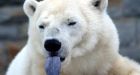 U.S. polar bear decision condemned in North