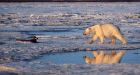 Polar explorer Steger says polar bears' new status highlights the dangers of global warming