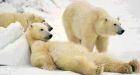 Polar bears face different degrees of risk