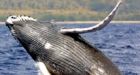 Humpbacks make a comeback in Pacific