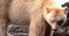 Tourists spot 'spirit bear' in Sooke park