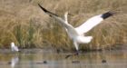 Whooping cranes flock to Wood Buffalo