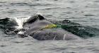 B.C. volunteers free whale tangled in fishing gear