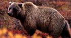 Man mauled by grizzly kills bear, lives to tell tale