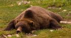 Grizzly bear decline blamed on humans