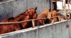 CBC probe raises questions about horse slaughtering