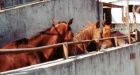 Horse Slaughter in Canada!