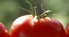 Tomatoes back on menu at Canadian restaurants after salmonella scare