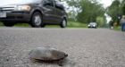 Canada's roadkill hot spot