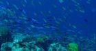 Relocate species endangered by climate change: scientists