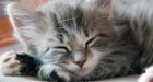Mutilated cat shocks neighbours