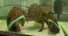 Lobster liberators bid to return 10 kg crustacean to ocean