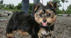 Dog-nap leads to 3 arrests