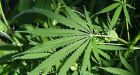 Pot: Why not legalize it?