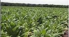 Tobacco growers getting over $300M to abandon crop