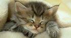 Burnaby apartment's plan to trap cats draws concerns