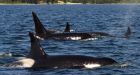 B.C. man fined for running boat through killer whale pod