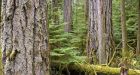 Old-growth B.C. forests worth more standing than fallen