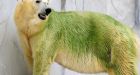 Algae-dyed polar bears puzzle Japan zoo visitors