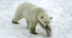 Parks Canada to train Inuit as polar bear guards