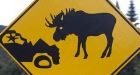 N.B. motorists told to keep heads up for moose in mating season