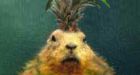 Delicious Pineapple Squirrels Face Extinction Experts Warn