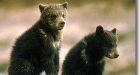Killer bear's cubs found, relocated to northern Alberta